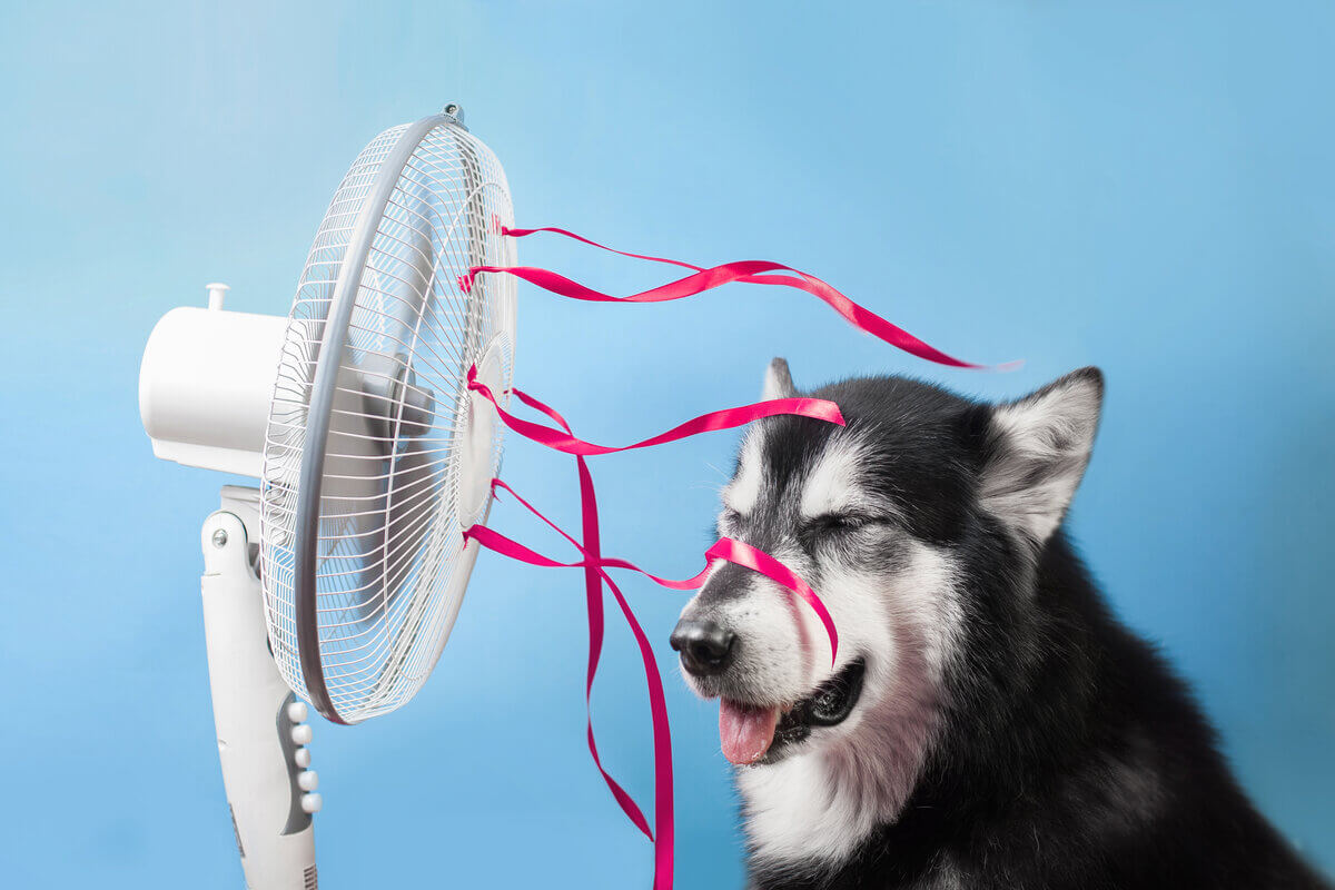 Dias de calor exigem cuidados redobrados com os pets (Imagem: Ellina Balioz | Shutterstock)