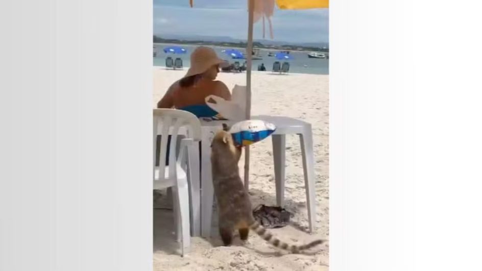Quati dribla banhistas após furtar pacote de batatinhas na Ilha do Campeche