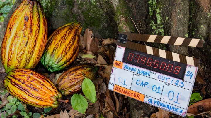 Produção de cacau na novela Renascer