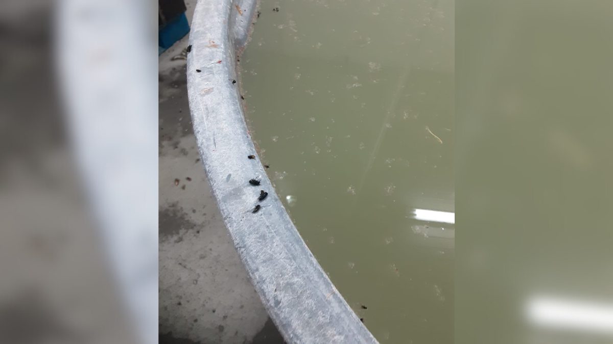 Mais de 15 toneladas de pescados impróprios para consumo são apreendidos no Sul de SC