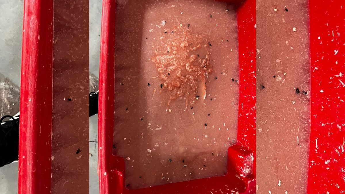 Mais de 15 toneladas de pescados impróprios para consumo são apreendidos no Sul de SC