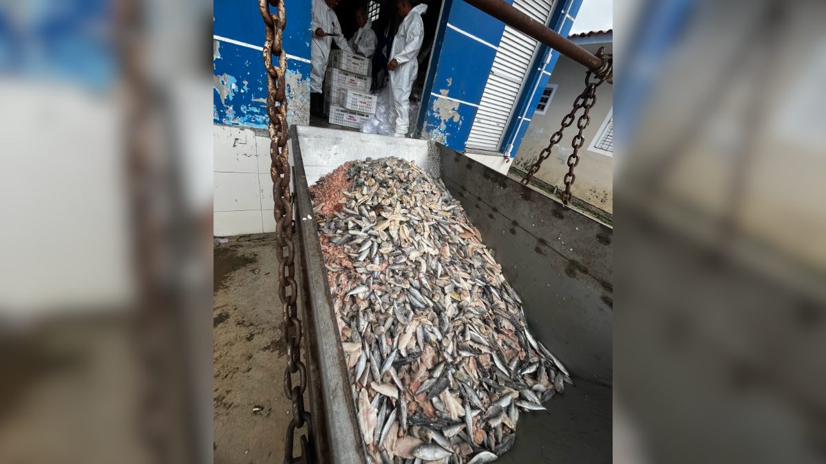 Mais de 15 toneladas de pescados impróprios para consumo são apreendidos no Sul de SC