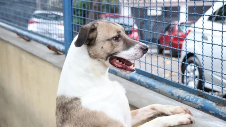 Joinville terá banco público de ração para animais de estimação