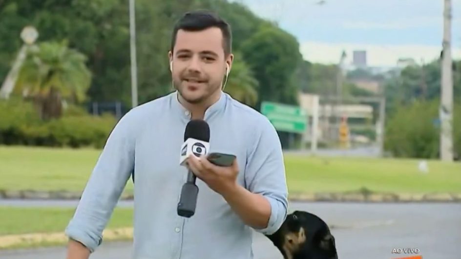 cachorro ao vivo
