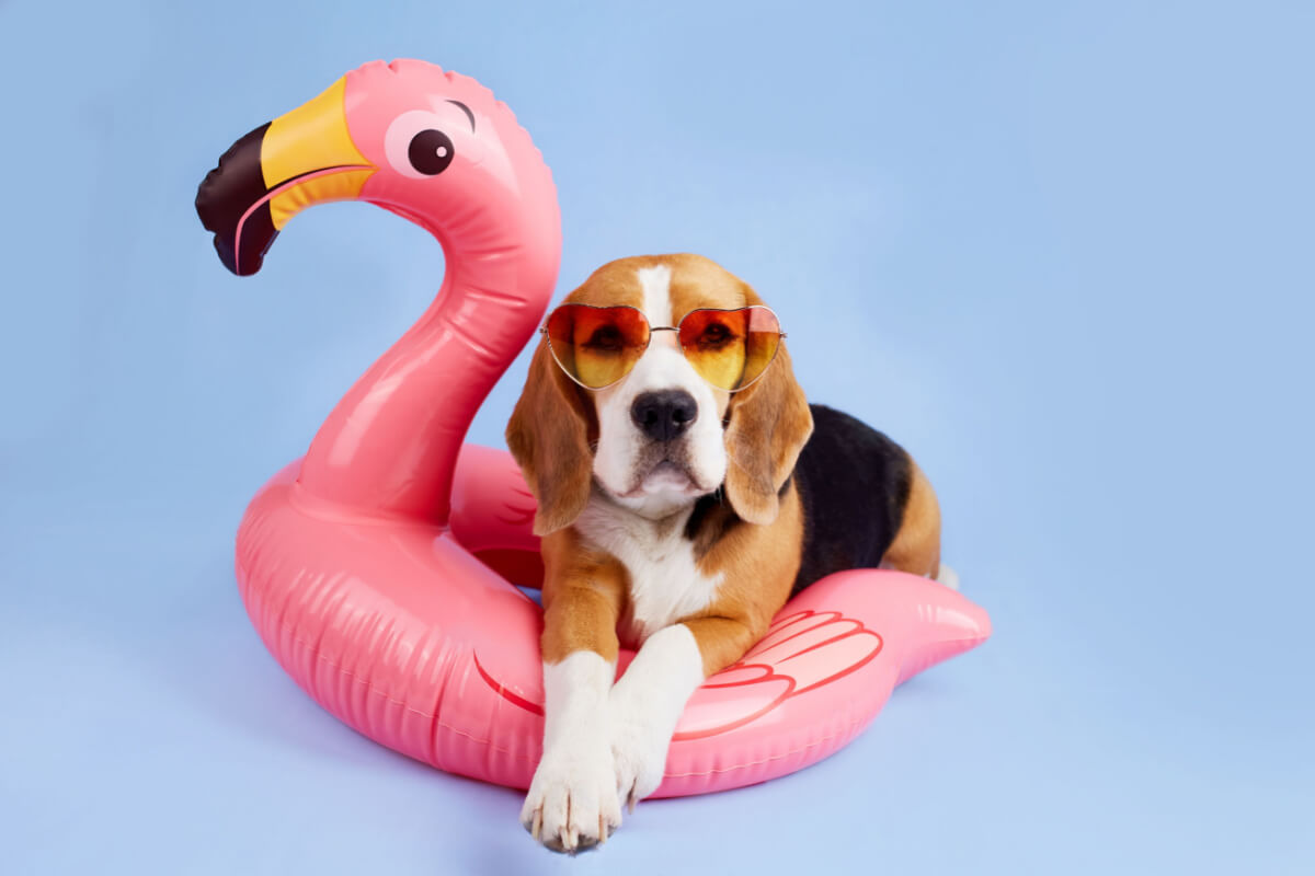 Durante as férias é importante garantir os cuidados do seu pet (Imagem: Viktorya Telminova | Shutterstock)