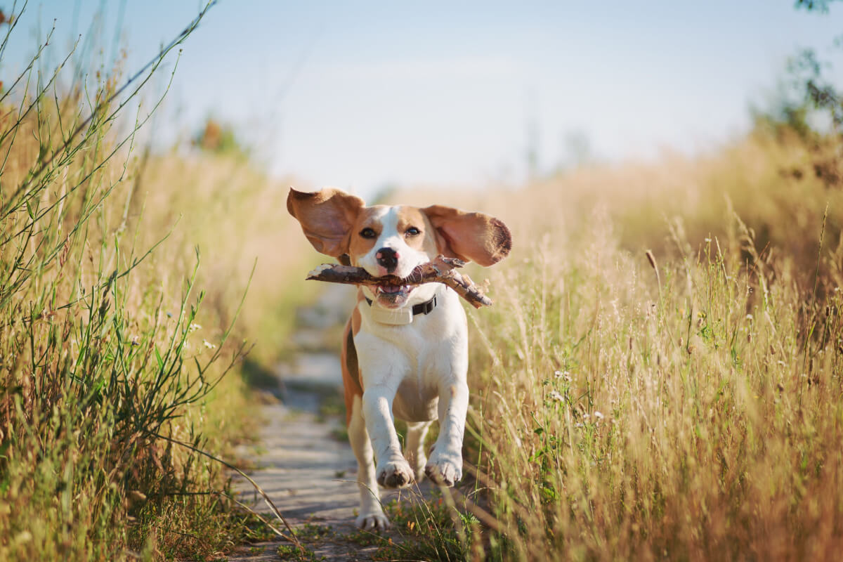 As orelhas dos cães têm diversas funções (Imagem: tetiana_u | Shutterstock)