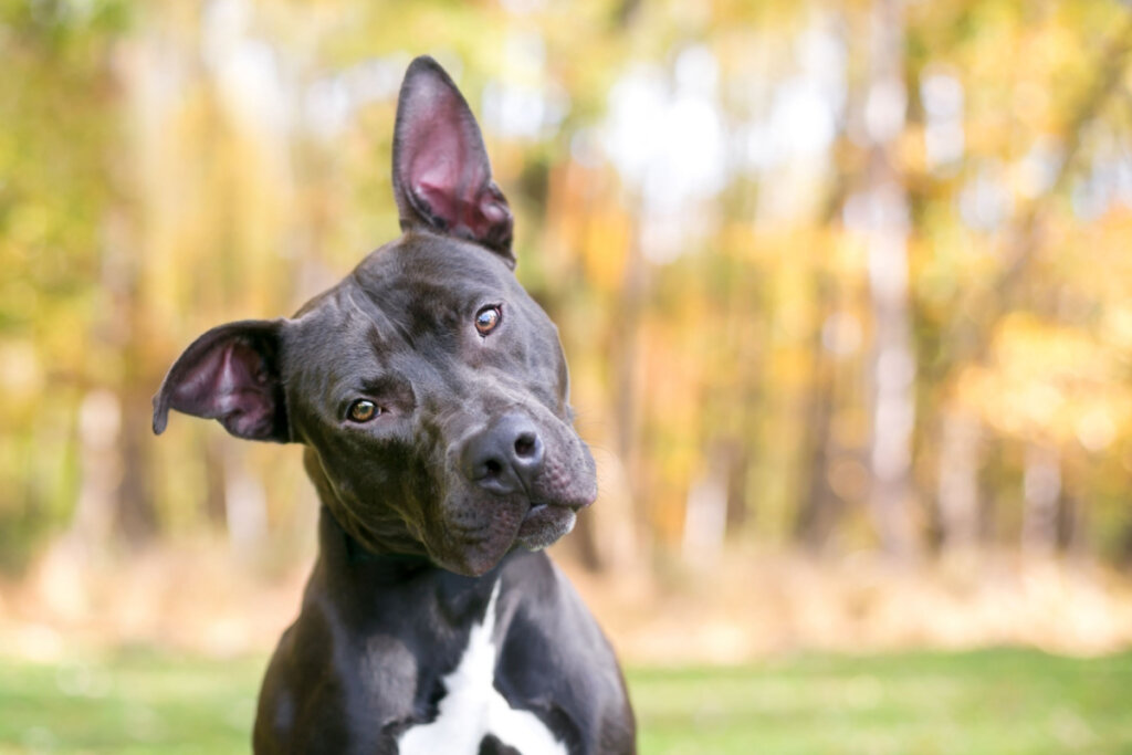 As orelhas dos cachorros costumam ser usadas como uma forma de comunicação não verbal entre o pet e seu tutor (Imagem: Mary Swift | Shutterstock)