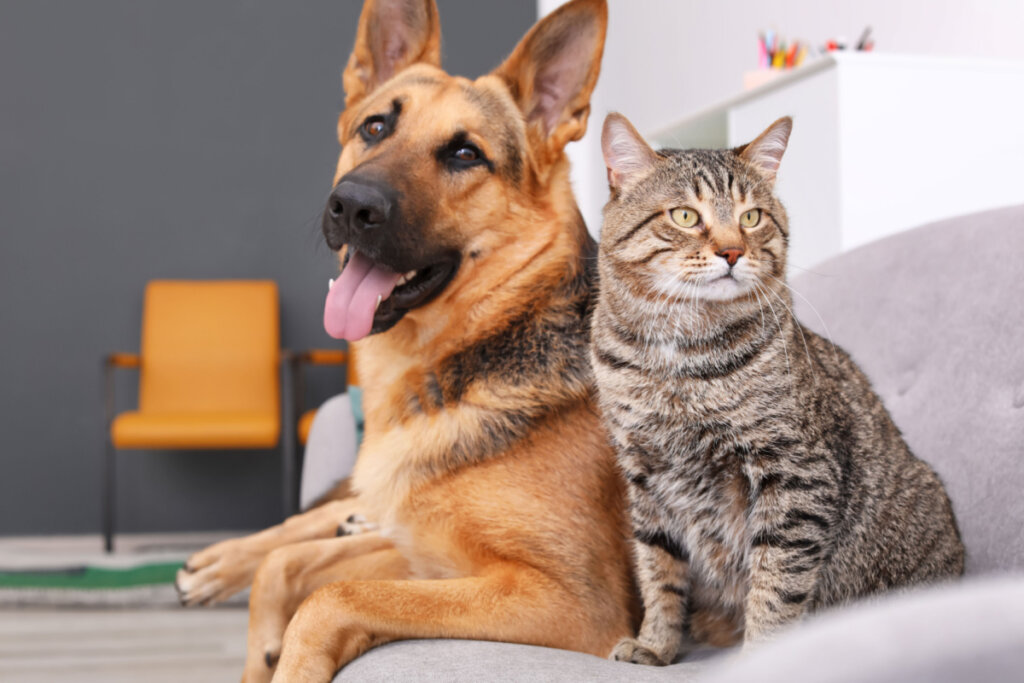 Olfato e visão são grandes aliados de cachorros e gatos surdos (Imagem: New Africa | Shutterstock)