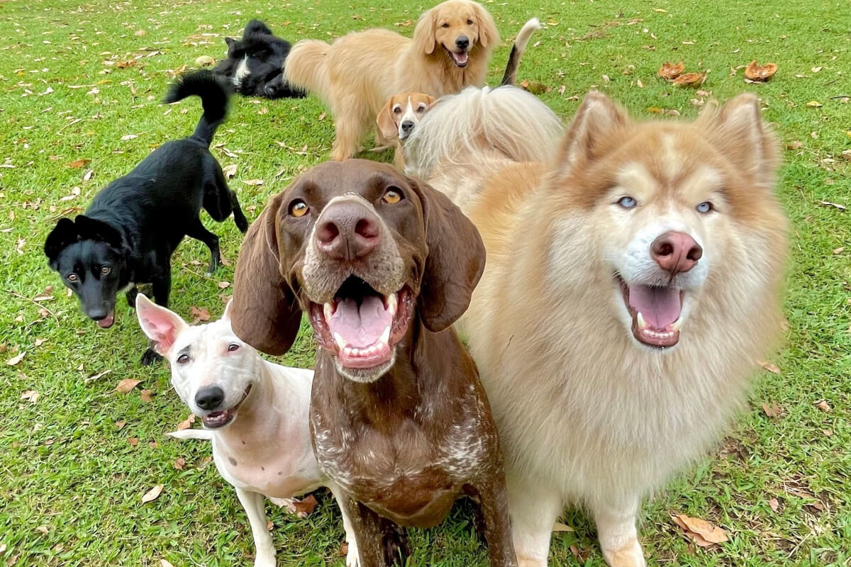Escolher entre adotar um cachorro macho ou uma fêmea requer compreensão das diferenças comportamentais e físicas (Imagem: Petr Jilek | Shutterstock)