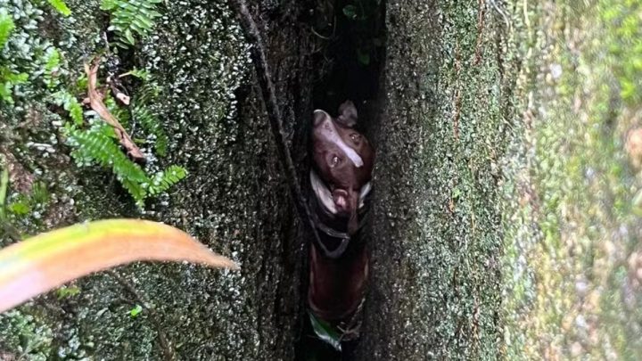 Cadela fica presa entre pedras e mobiliza bombeiros em SC
