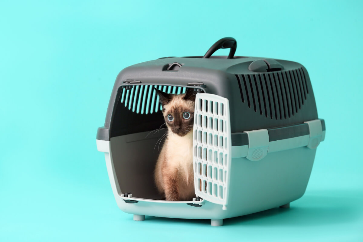 Para garantir que seu gato seja levado aos lugares em segurança, é preciso uma boa caixa de transporte (Imagem: Pixel-Shot | Shutterstock)