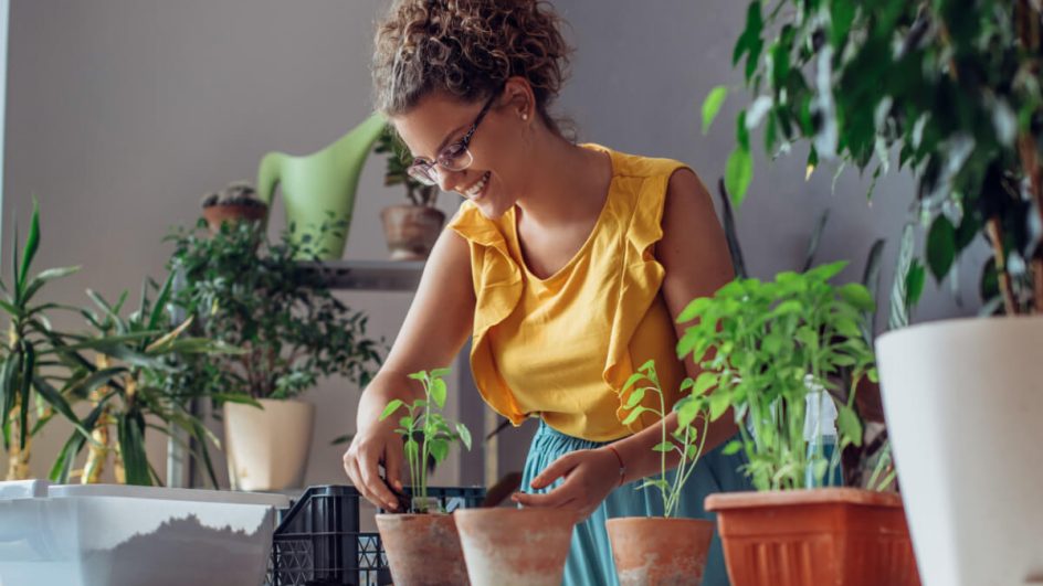 Começar 2024 com o cultivo de plantas e flores como novo hábito pode ser energizante (Imagem: Likoper | Shutterstock)