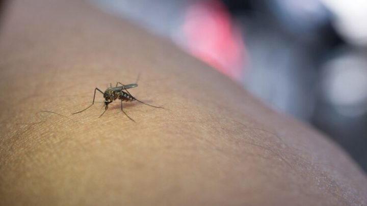 Quinta morte por dengue é confirmada em SC (Foto: Freepik)