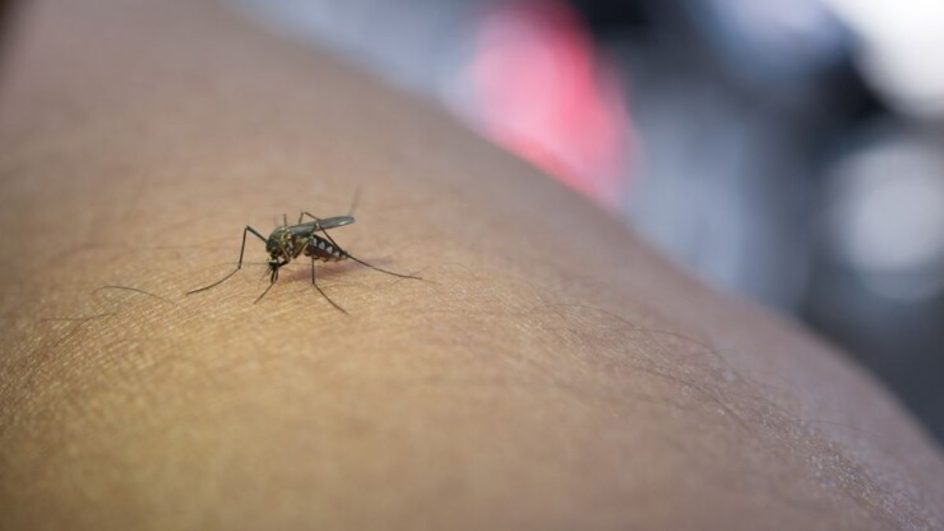 Quinta morte por dengue é confirmada em SC (Foto: Freepik)