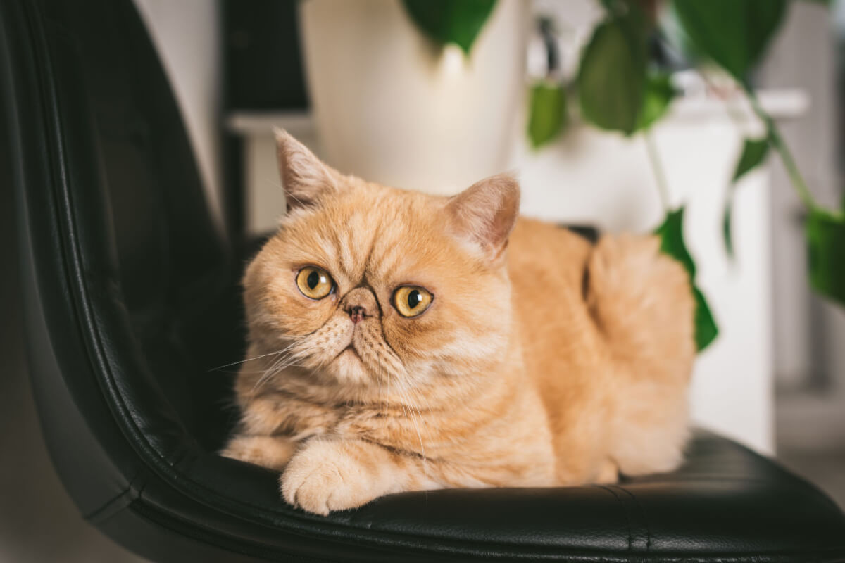 Gatos exóticos costumam ser tranquilos e afetuosos (Imagem: Vladislav Noseek | Shutterstock)