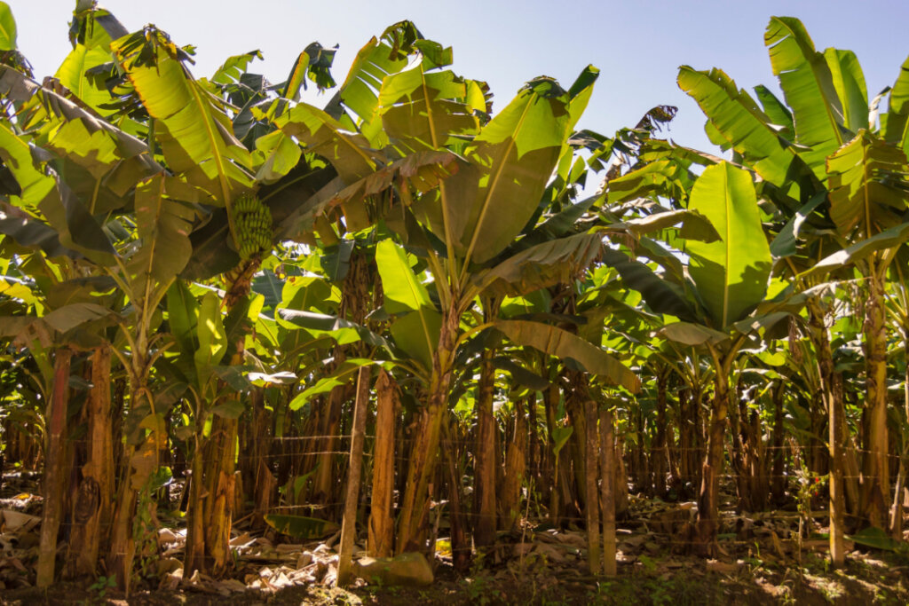 Planta&ccedil;&otilde;es de banana se destacam no Quilombo Ivaporunduva (Imagem: Stefan Lambauer | Shutterstock)