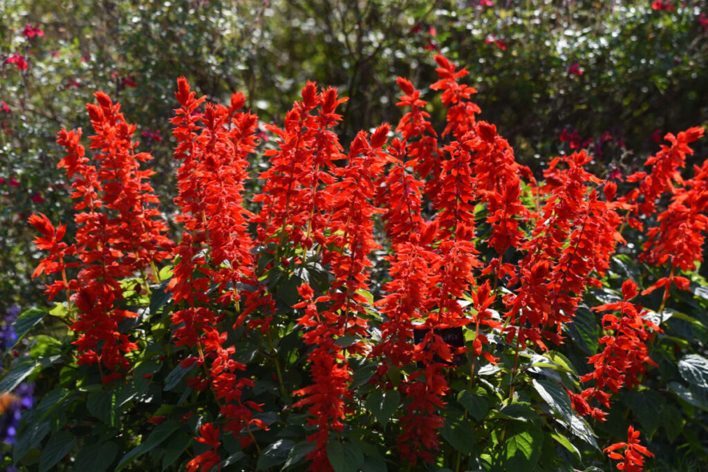 A flor-de-cardeal pode ser plantada em janeiro deste ano (Imagem: tamu1500 | Shutterstock)