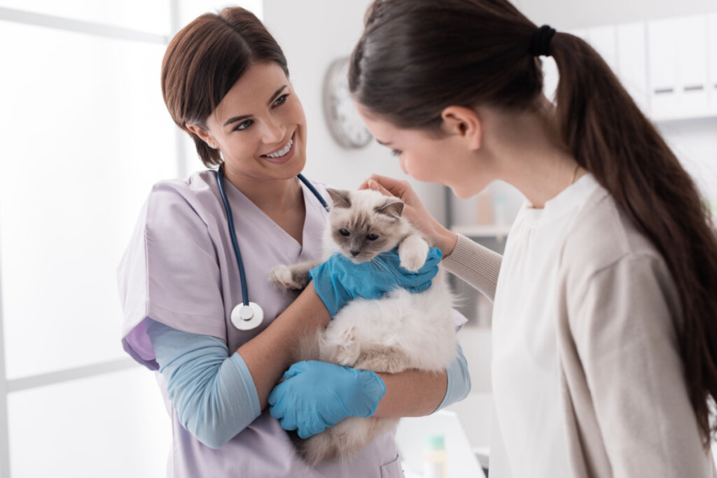Consultar o veterinário é importante para garantir a saúde dos pets (Imagem: Stock-Asso | ShutterStock)