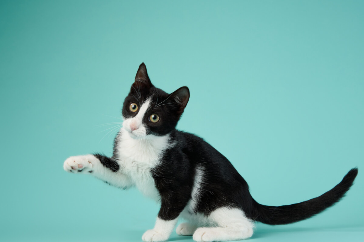 Alguns gatos podem ser bons companheiros para crianças (Imagem: dezy | Shutterstock)