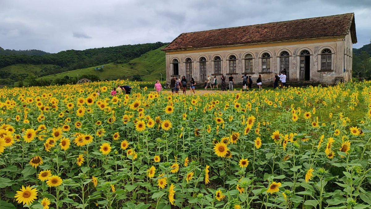 FOTOS: Campo de girass&oacute;is &agrave;s margens de rodovia encanta moradores de pequena cidade de SC