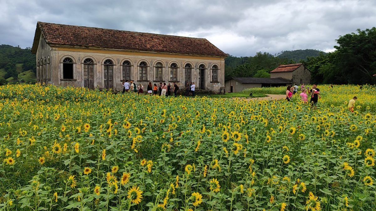 FOTOS: Campo de girass&oacute;is &agrave;s margens de rodovia encanta moradores de pequena cidade de SC