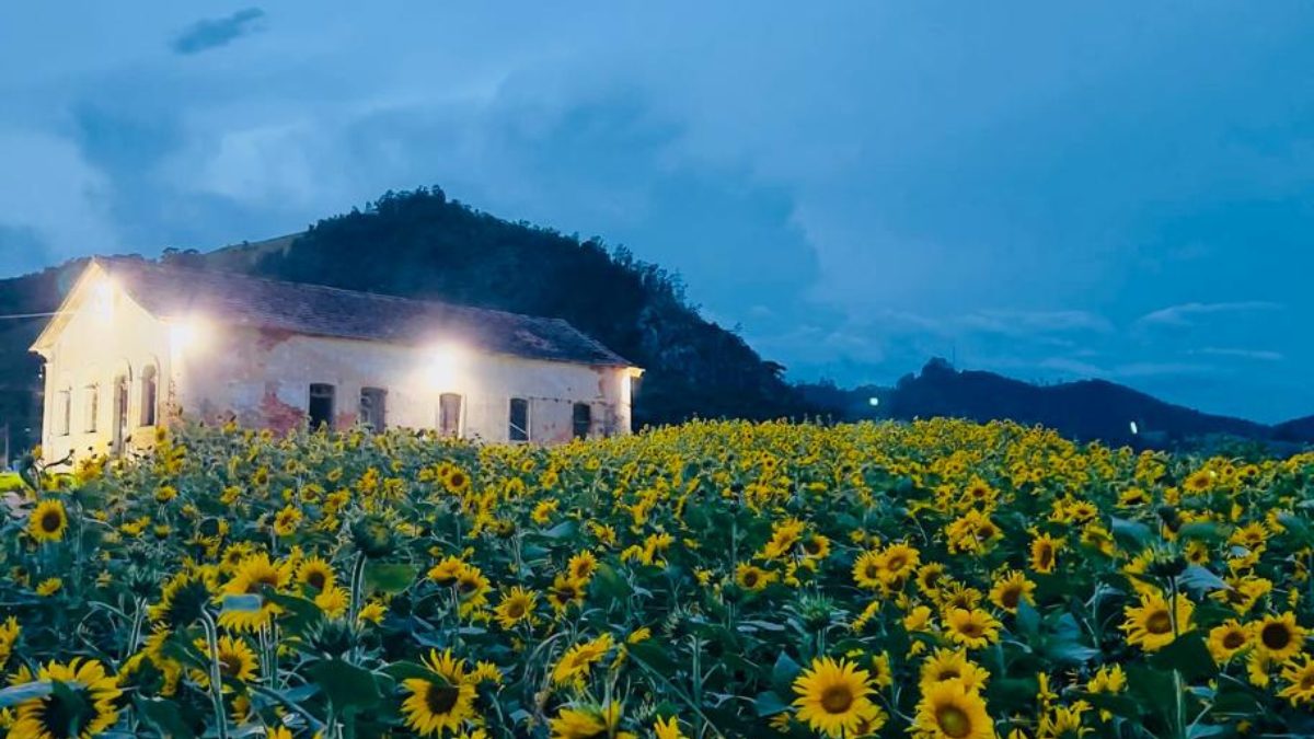 FOTOS: Campo de girass&oacute;is &agrave;s margens de rodovia encanta moradores de pequena cidade de SC