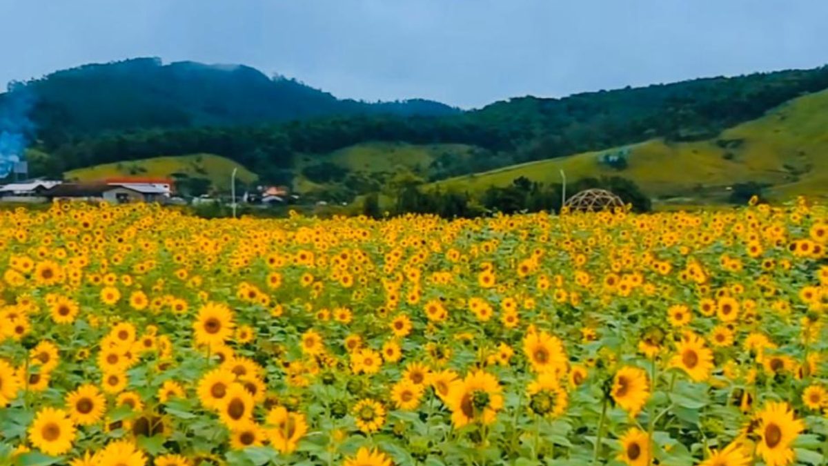 FOTOS: Campo de girass&oacute;is &agrave;s margens de rodovia encanta moradores de pequena cidade de SC