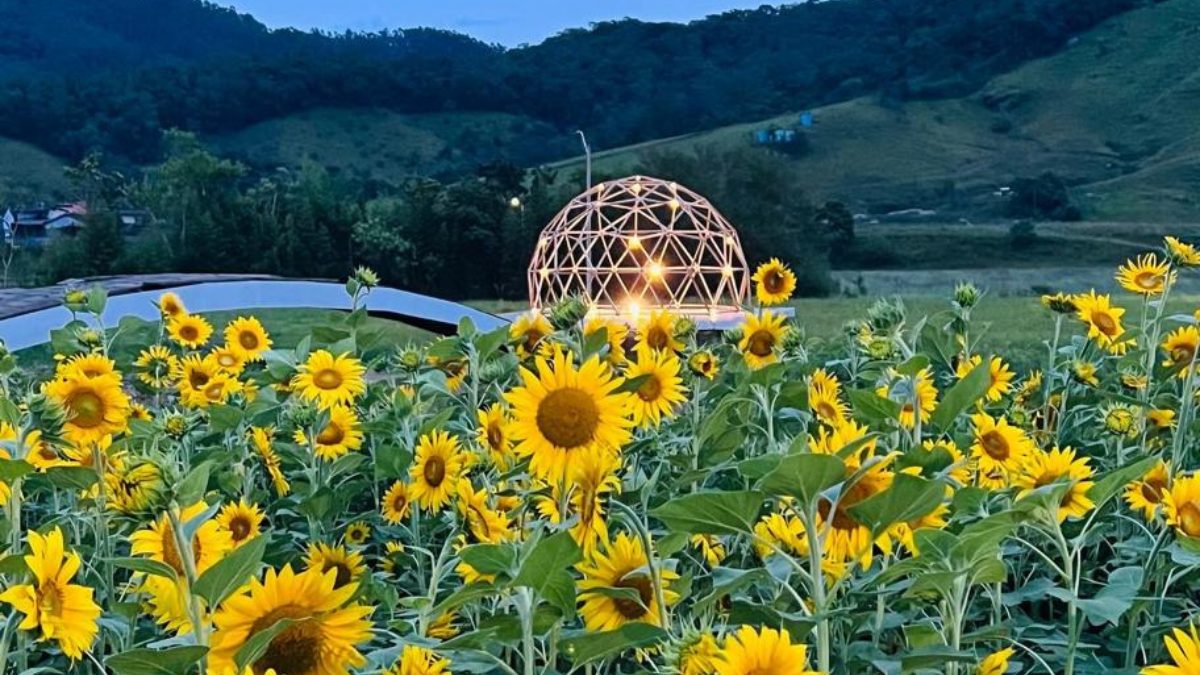 FOTOS: Campo de girass&oacute;is &agrave;s margens de rodovia encanta moradores de pequena cidade de SC