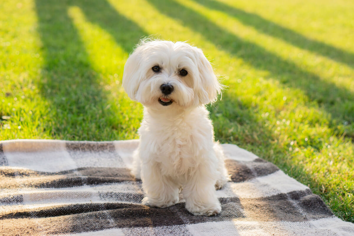 O maltês é um cachorro afetuoso, dócil e dedicado aos seus tutores (Imagem:  Tanya Dol | Shutterstock)