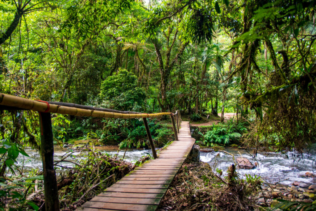 No Vale do Ribeira, o PETAR tamb&eacute;m contribui para a preserva&ccedil;&atilde;o da Mata Atl&acirc;ntica (Imagem: Erica Catarina Pontes | Shutterstock)