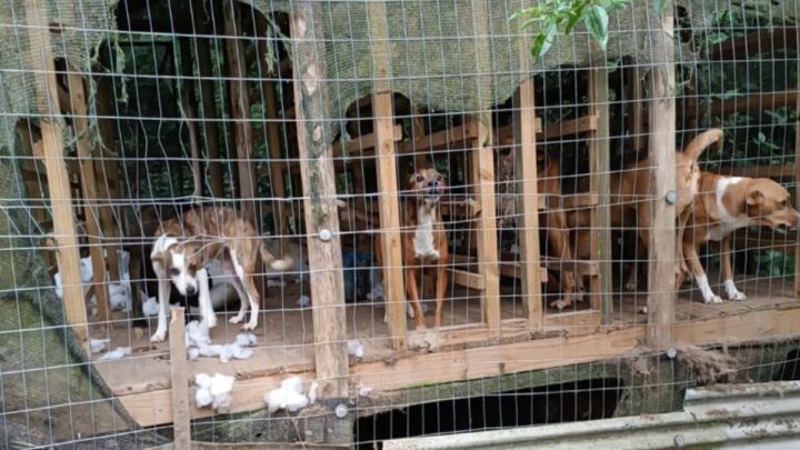 Dona de hotel para cães é presa por deixar animais acorrentados em sítio de SC