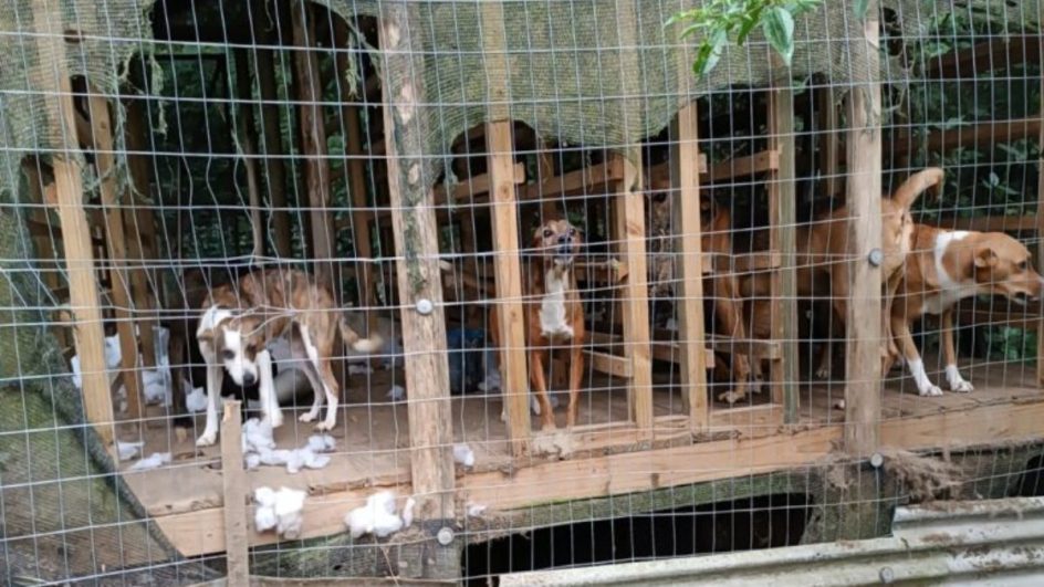 Dona de hotel para cães é presa por deixar animais acorrentados em sítio de SC