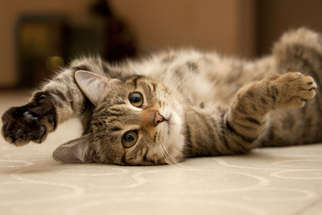 As almofadinhas das patas dos gatos podem ter tons rosados, pretos ou conforme a cor do pelo (Imagem: marinaks | Shutterstock)