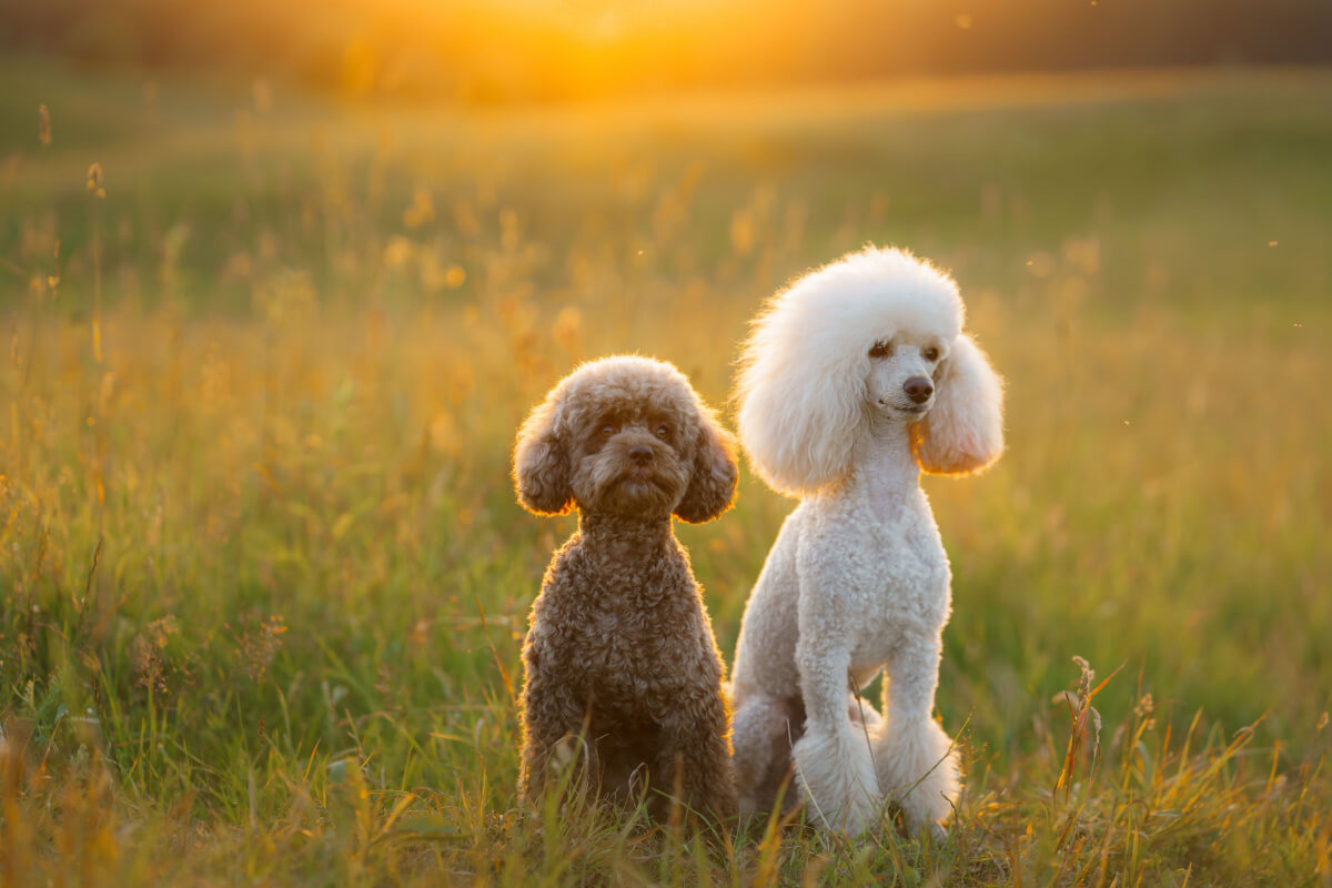 Os poodles são frequentemente confundidos com os cachorros da raça bichon frisé (Imagem: dezy | Shutterstock)