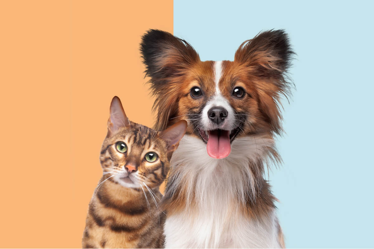 Animais com deficiência auditiva exigem cuidados especiais (Imagem: Erik Lam | Shutterstock)