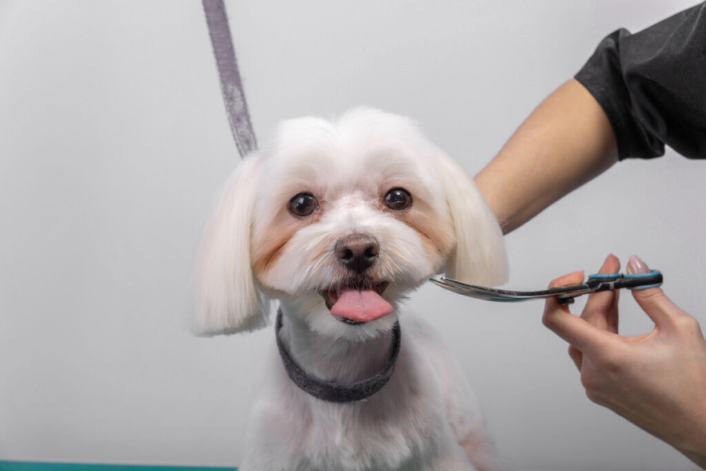 Em média, a tosa higiênica pode ser realizada a cada 4 a 6 semanas, dependendo do tipo de pelagem e nível de atividade do animal (Imagem: BY-_-BY | Shutterstock)