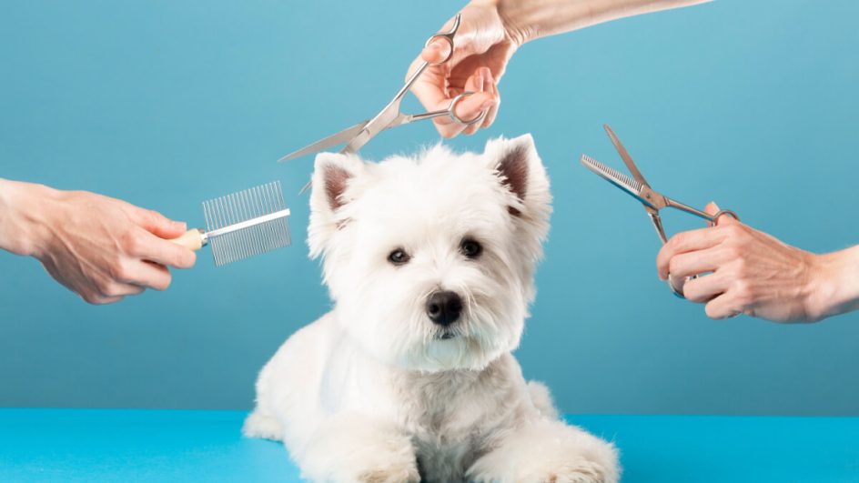 A tosa higiênica é recomendada para prevenir o acúmulo de sujeira, emaranhados de pelos, e contribuir para a saúde e bem-estar do pet (Imagem: DenisZav | Shutterstock)