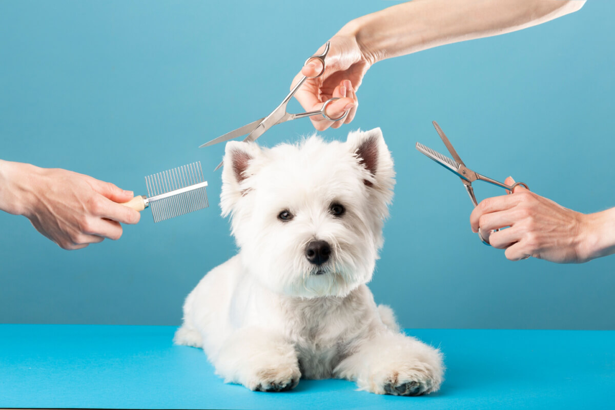 A tosa higiênica é recomendada para prevenir o acúmulo de sujeira, emaranhados de pelos, e contribuir para a saúde e bem-estar do pet (Imagem: DenisZav | Shutterstock)