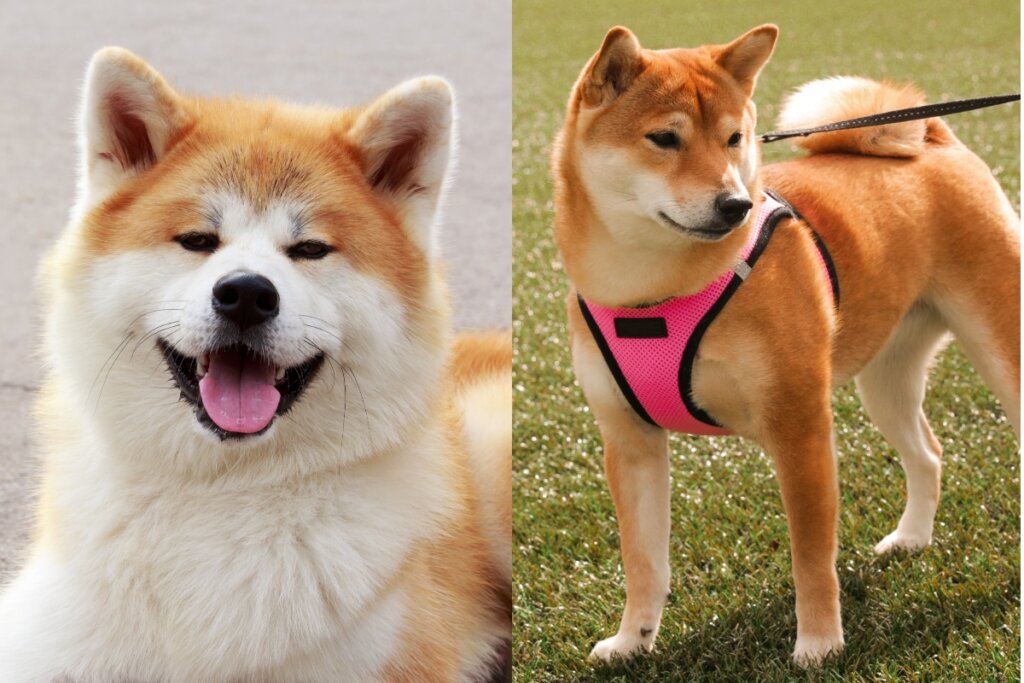 Akita inu e shiba inu tem pelagem espessa e orelhas triangulares (Imagem: Olga Aniven e Anastasiia Chystokoliana | Shutterstock)
