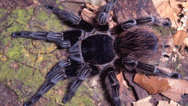 Aranha brasileira utilizada no tratamento contra o câncer