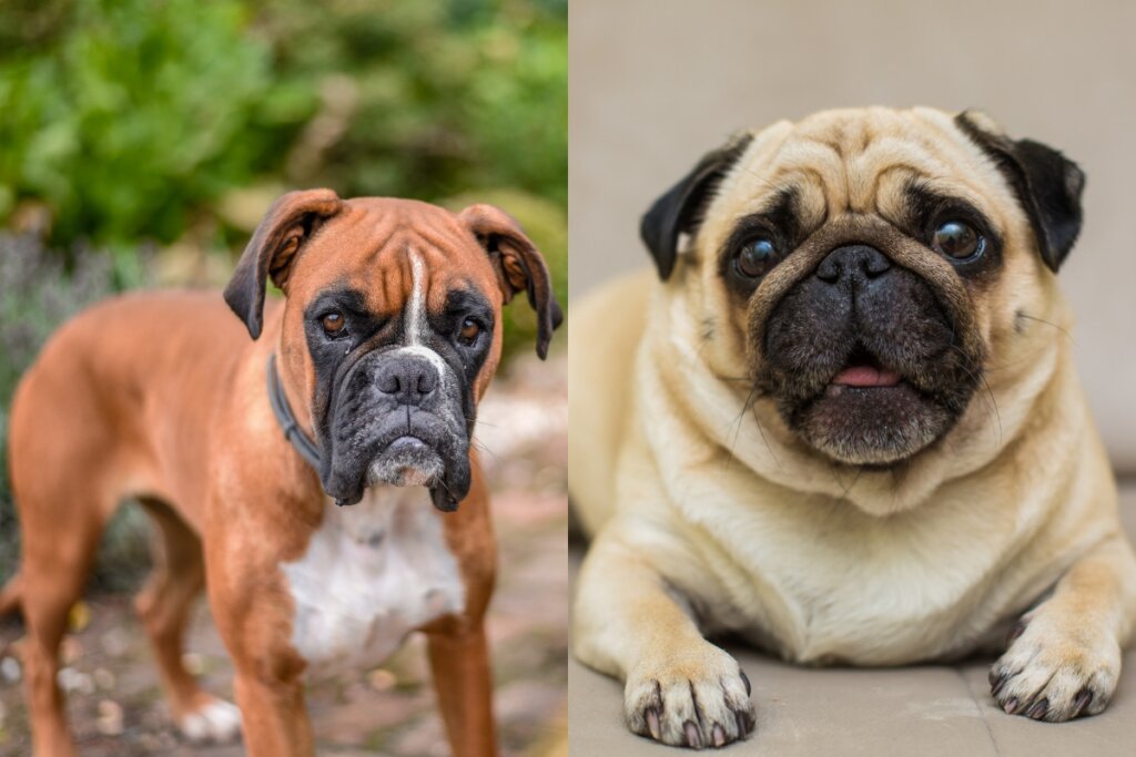Boxer e buldogue possuem cabeça larga e são musculosos (Imagem: wirestock e diana.grytsku | Freepik)