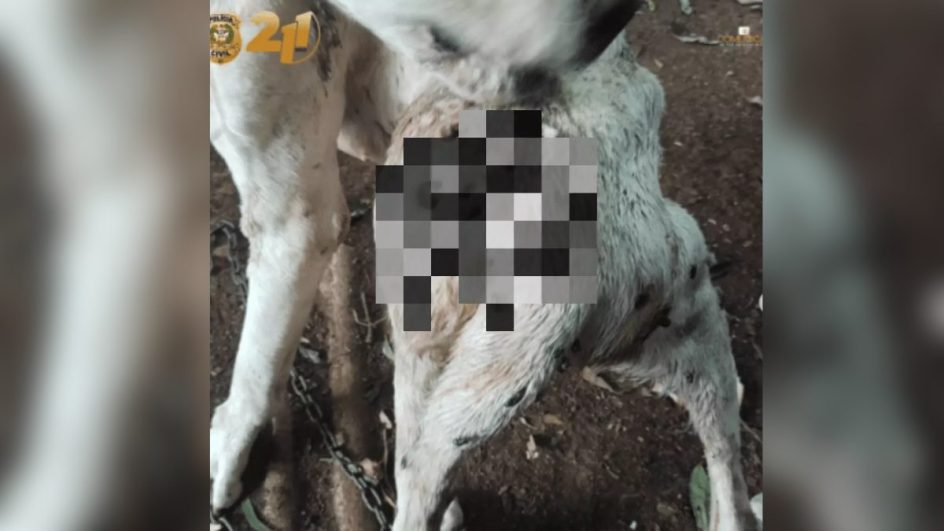 Cachorro magro e com pele machucada