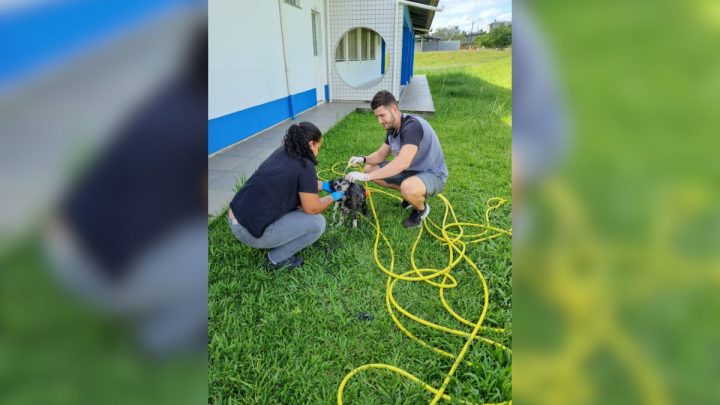 Cachorro tomando banho de mangueira