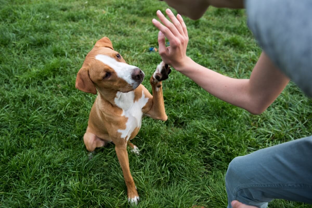 Animais de estimação precisam de estímulos para evitar sofrimento físico e mental (Imagem: Anna Hoychuk | Shutterstock)