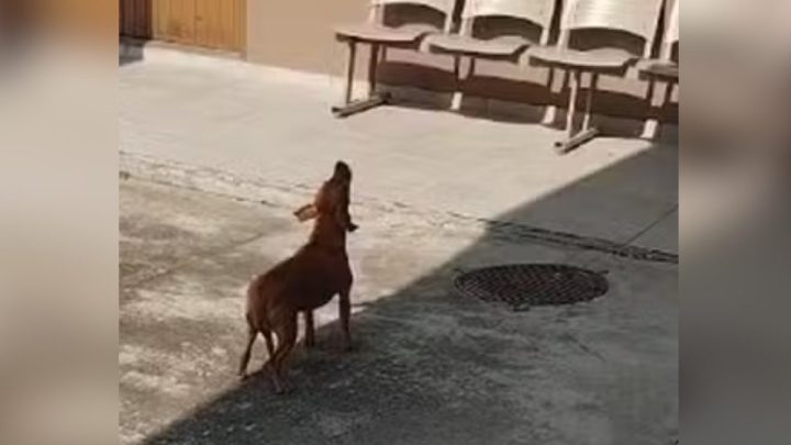 VÍDEO: Cachorra adotada por policiais imita sirene em quartel de SC