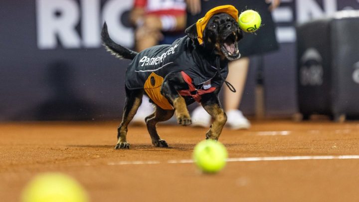 "CãoDulas" dão show no Rio Open e incentivam a adoção, veja fotos e vídeo