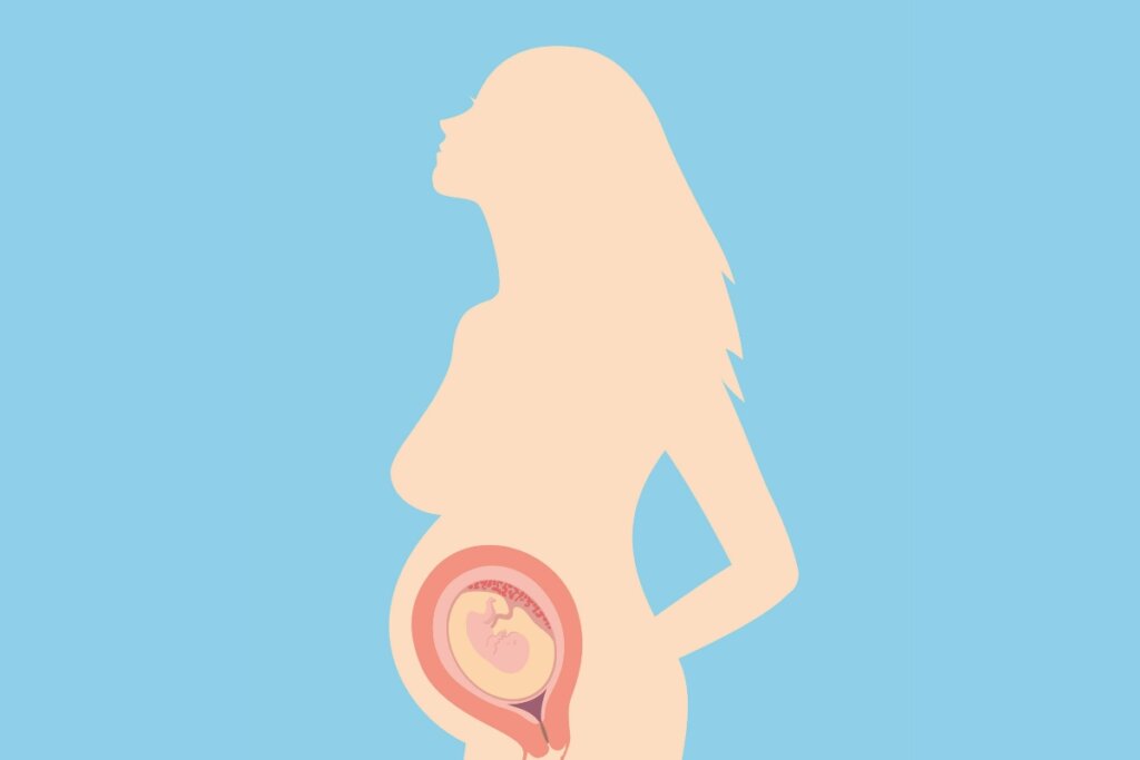 Cerclagem uterina é um procedimento minimamente invasivo e tem poucas chances de complicações (Imagem: Alla_vector | Shutterstock)
