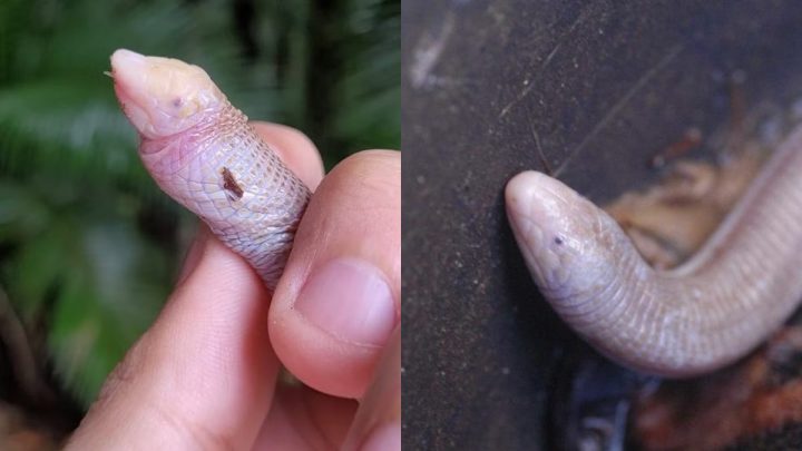 Cobra-de-duas-cabeças é encontrada em SC