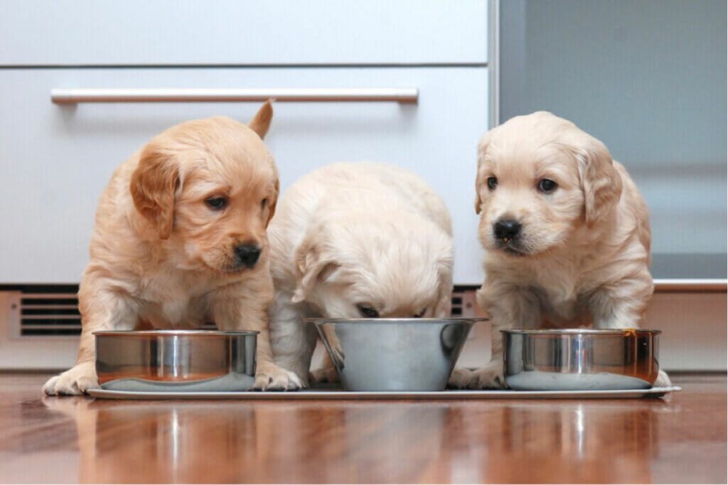 Frutas podem ser adicionadas ao card&aacute;pio do cachorro (Imagem: demanescale | Shutterstock)