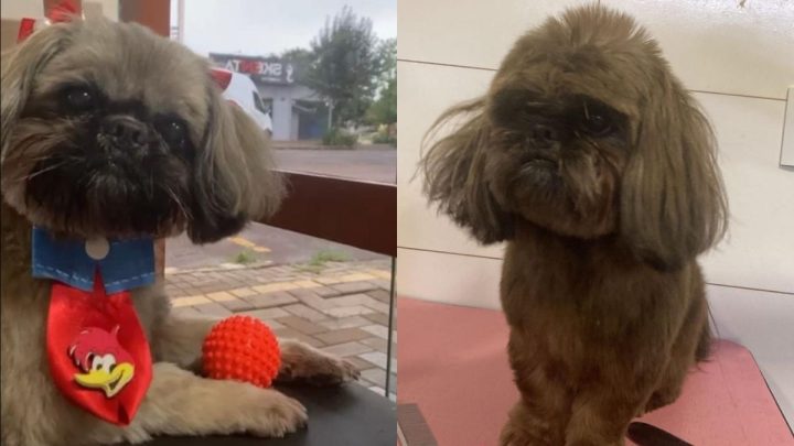 Comparação da cor da pelagem do cachorro Theo (Foto: Divulgação, Polícia Civil de SC)